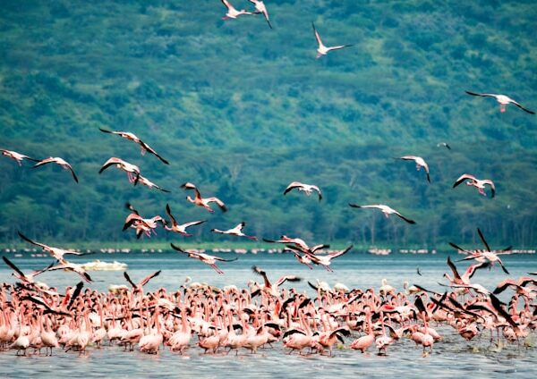 Flamingos at Lake Nakuru Park