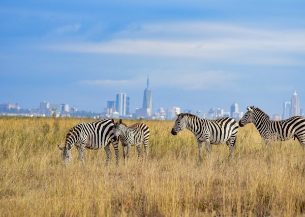 Nairobi National Park Zebras