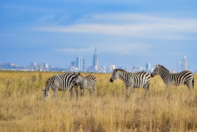 Nairobi National Park Zebras